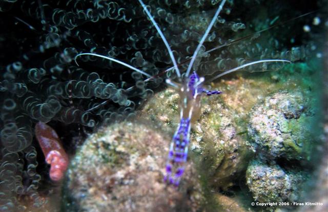 Cleaner Shrimp 9