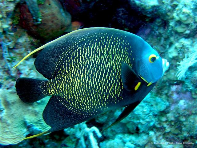 Angel Fish 3