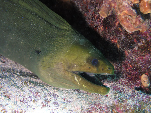 Big Green Moray