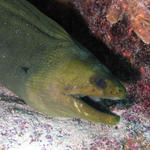 Big Green Moray