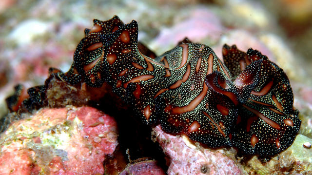 flatworm236