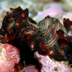 flatworm236