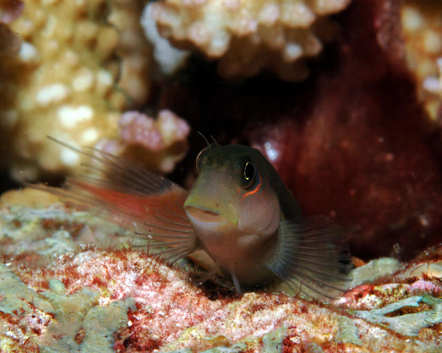 bicolorblenny124