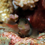 bicolorblenny124