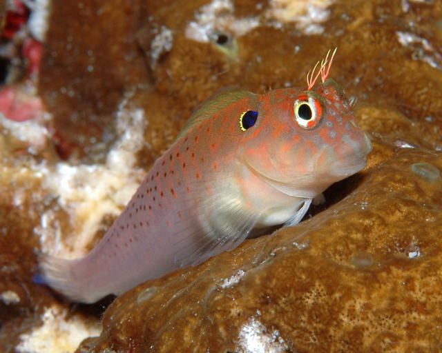 blenny