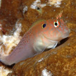 blenny