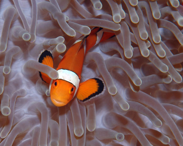 clownfish109