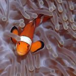 clownfish109