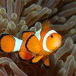 clownfish111