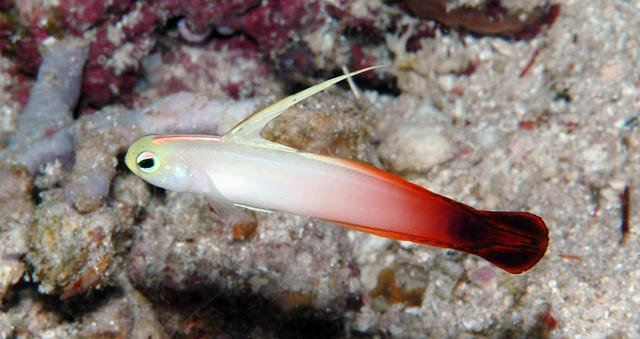 firegoby162