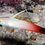 firegoby162