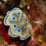 nudi79