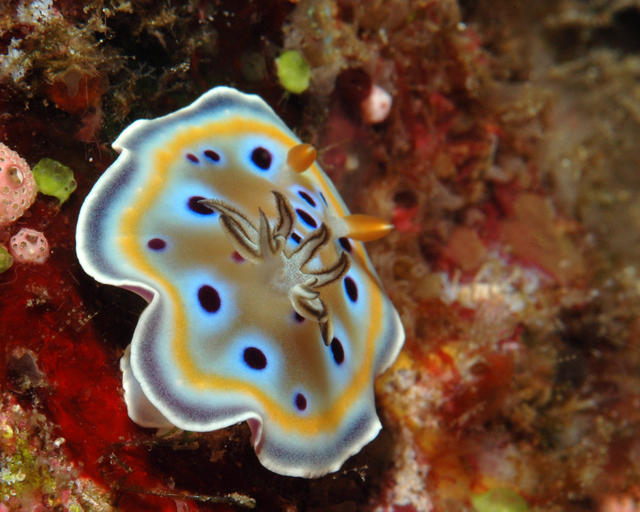 nudi80