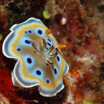 nudi80