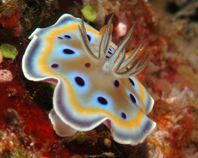 nudi84