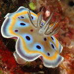 nudi84