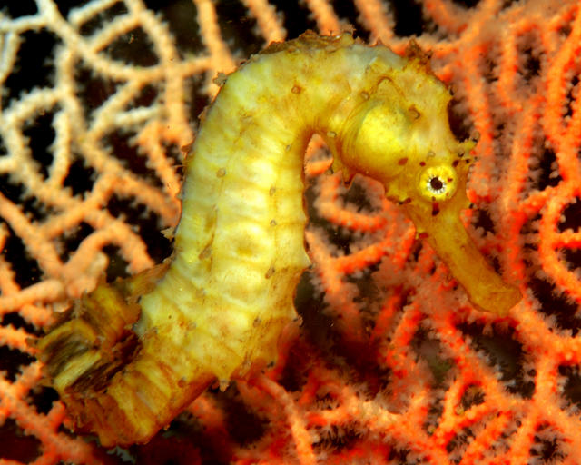 seahorse10