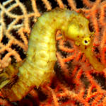 seahorse10