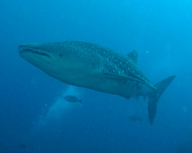 whaleshark22