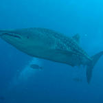 whaleshark22