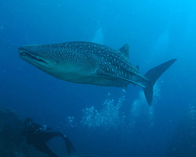 whaleshark23