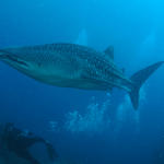 whaleshark23