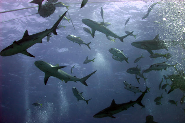 Shark Feed at Amberjack Reef