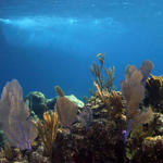 Seascape below the Aqua Cat - Parrotfish Reef