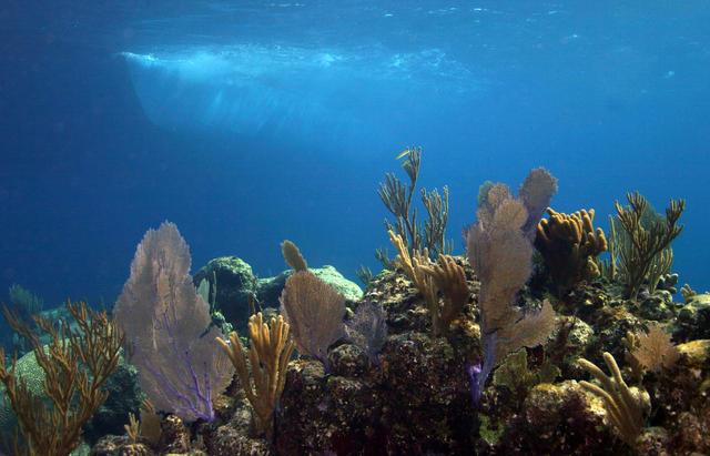 Seascape below the Aqua Cat - Parrotfish Reef