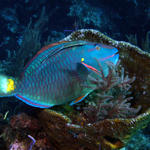 Parrotfish in his bath