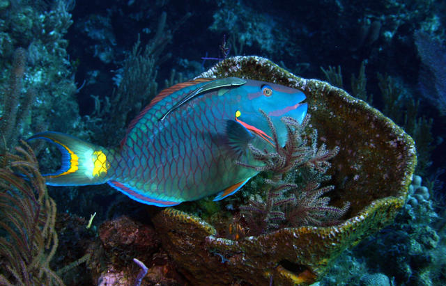 Parrotfish in his bath