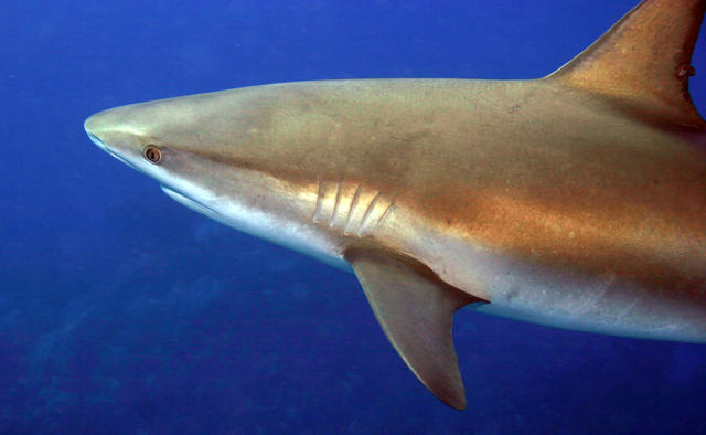 Reef Shark from the hand bar