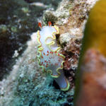 Red Tipped Sea Goddess