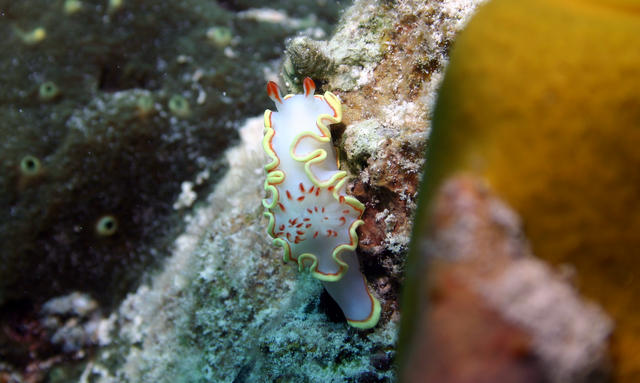 Red Tipped Sea Goddess