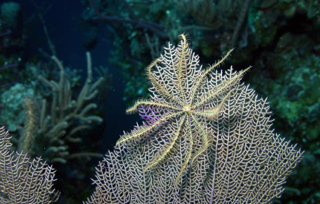 Brittle Star