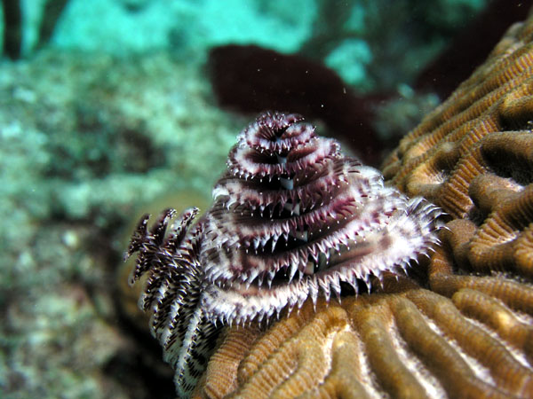 Chrismass Tree worms