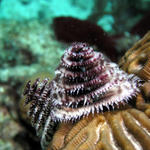 Chrismass Tree worms