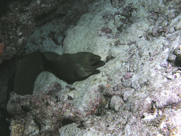 Green Moray