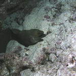 Green Moray