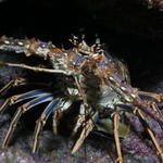 Spiny Lobster - good eating