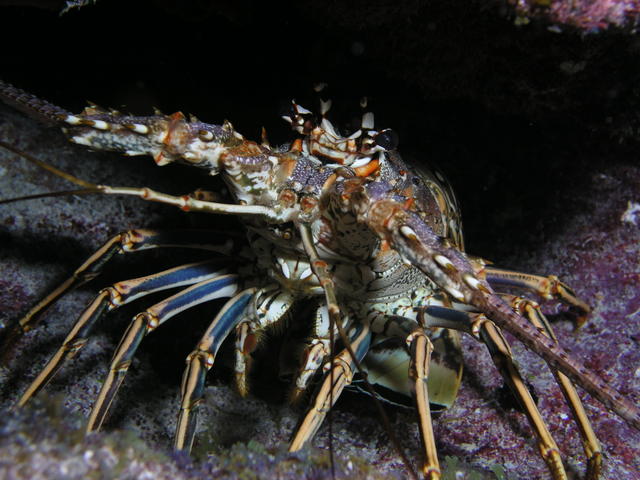 Spiny Lobster - good eating