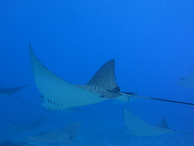 Eagle Rays on Molasses Reef