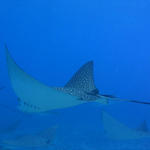 Eagle Rays on Molasses Reef