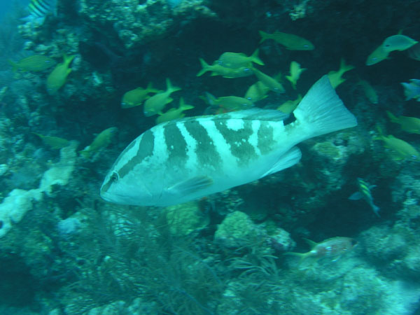 Grouper - more good eating