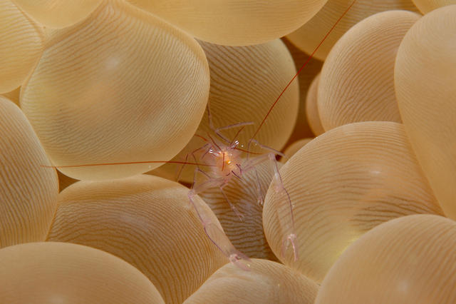 anenomeshrimp