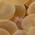 anenomeshrimp