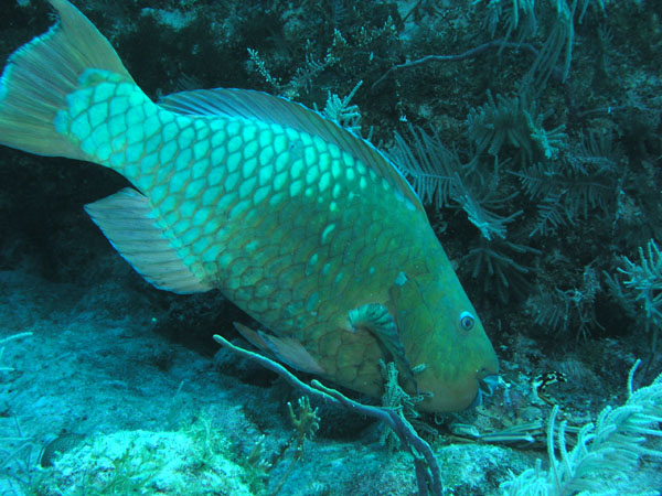 Parrot fish