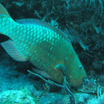 Parrot fish