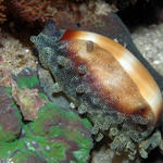 mollusk179