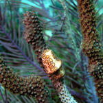 Flamingo Tongue